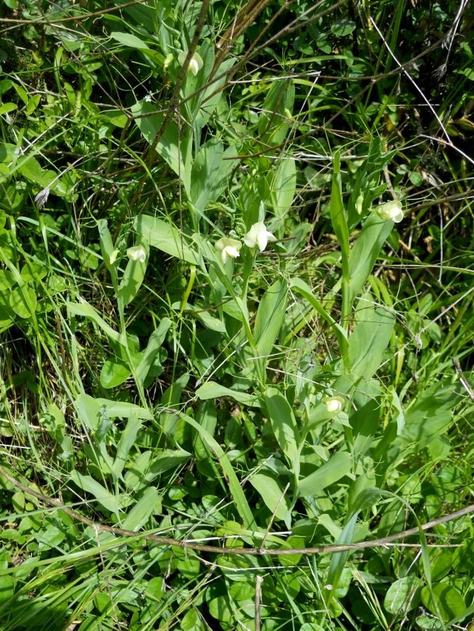 Lathyrus ochrus
